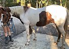 Paint - Horse for Sale in Altoona, FL 32702 Paint - Horse for Sale in Altoona, FL 32702
