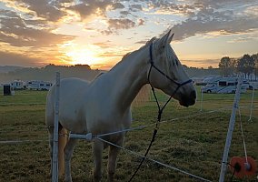 Kentucky Mountain Saddle Horse (Kentucky Mountain Saddle Horse, Gelding) in Manawa, WI