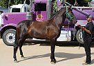 Andalusian - Horse for Sale in SYLMAR, CA 91342