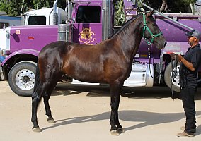 Andalusian / PRE