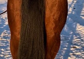 Quarter Horse (Quarter Horse, Mare) in Bayfield, CO