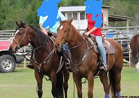 Quarter Horse