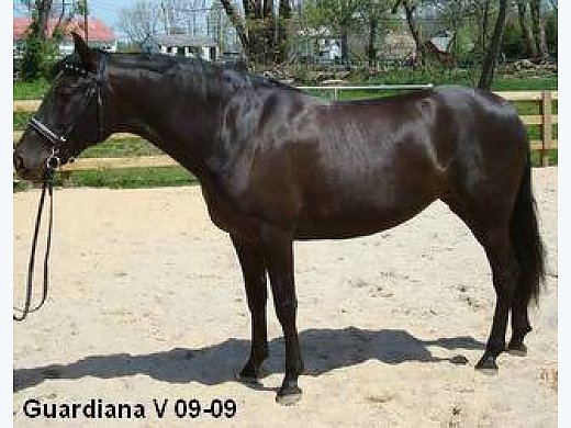 Outstanding Andalusian Pre-Mare Horse