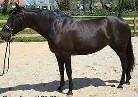 Andalusian / PRE (Andalusian / PRE, Mare) in Inglewood, CA