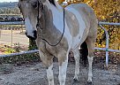 Quarter Horse - Horse for Sale in Moorpark, CA 93021 Quarter Horse - Horse for Sale in Moorpark, CA 93021