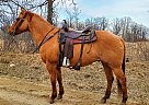 Red Bull - Gelding in Bemidji, MN Red Bull - Gelding in Bemidji, MN