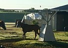 Thoroughbred - Horse for Sale in Irving, TX 75060 Thoroughbred - Horse for Sale in Irving, TX 75060