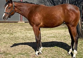 Quarter Horse (Quarter Horse, Mare) in Gordonville, TX