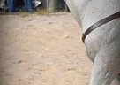 Registered American Quarter Hors... Quarter Horse Gelding