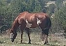 Paint - Horse for Sale in Capitan, NM 88316