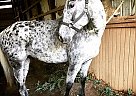 Appaloosa - Horse for Sale in Waterford, MI 48328