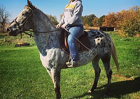 Appaloosa (Appaloosa, Gelding) in Waterford, MI