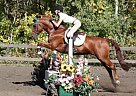 - Gelding in Bowden, AB - Gelding in Bowden, AB