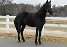 - Mare in Greer, SC - Mare in Greer, SC
