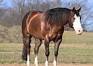 Quarter Horse - Horse for Sale in Las Vegas, NV 88905