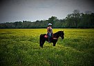 Valentino - Gelding in Gillsville, GA Valentino - Gelding in Gillsville, GA