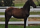 - Mare in Greer, SC - Mare in Greer, SC