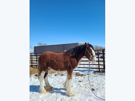 F2 Drum Filly