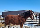Drum - Horse for Sale in Viceroy, SK S0H 4H0