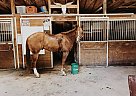 Quarter Horse - Horse for Sale in Grand Haven, MI 49417