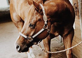 Quarter Horse (Quarter Horse, Gelding) in Grand Haven, MI
