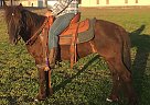 Copper - Gelding in Chandler, AZ Copper - Gelding in Chandler, AZ