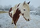 Spanish Mustang - Horse for Sale in Viceroy, SK S0H 4H0