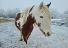 Spanish Mustang - Horse for Sale in Viceroy, SK S0H 4H0 Spanish Mustang - Horse for Sale in Viceroy, SK S0H 4H0