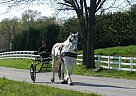- Mare in Greer, SC - Mare in Greer, SC