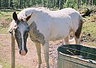 Paint - Horse for Sale in Christoval, TX 76935