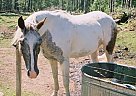Paint - Horse for Sale in Christoval, TX 76935 Paint - Horse for Sale in Christoval, TX 76935