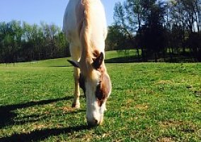 Quarter Horse (Quarter Horse, Gelding) in Greensboro, NC