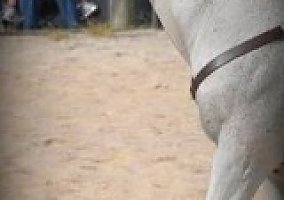 Quarter Horse (Quarter Horse, Gelding) in Shepherdstown, WV