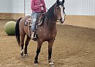 Rocky - Gelding in Bemidji, MN Rocky - Gelding in Bemidji, MN