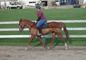 Warmblood (Warmblood, Stallion) in Herkimer, NY