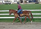 Oldenburg - Horse for Sale in Herkimer, NY 