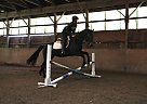 Thoroughbred - Horse for Sale in Shelburne, VT 05482