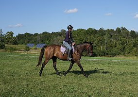 Thoroughbred (Thoroughbred, Gelding) in Shelburne, VT