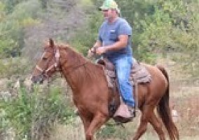 Bud's Sterling Bullet Daughter Tennessee Walking Mare