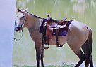Beautiful Buckskin Horse Quarter Horse Gelding