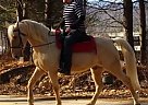 Gorgeous Gaited Trail Gelding Tennessee Walking Gelding