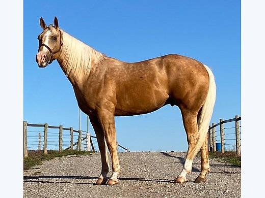All-Around 2017 Gelding