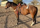 Quarter Horse - Horse for Sale in Winnsboro, TX 75494