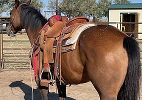 Quarter Horse (Quarter Horse, Gelding) in Winnsboro, TX