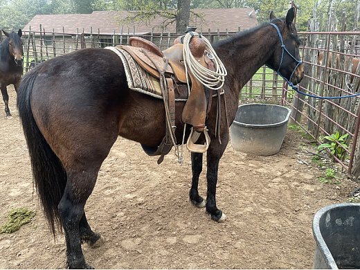 Bay Ranch Colt