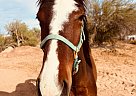Mustang - Horse for Sale in Buckeye, Arizona, AZ 85326