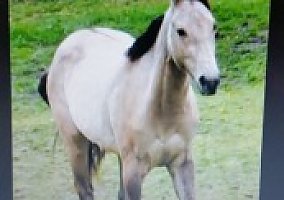 Quarter Horse (Quarter Horse, Gelding) in Lawrenceburg, TN
