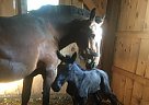 Percheron - Horse for Sale in Mancelona, MI 49659 Percheron - Horse for Sale in Mancelona, MI 49659