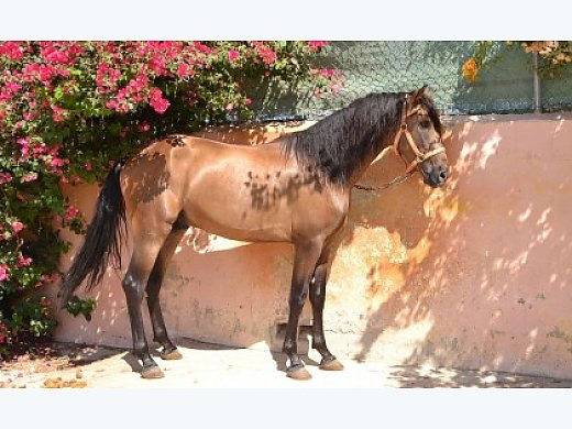 Buckskin Stallion Purebred Spanish P R E Andalusian Horse For Sale In Elche Spain