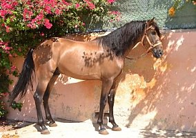 Buckskin Stallion Purebred Spanish (P.R.E) Estel Kaino